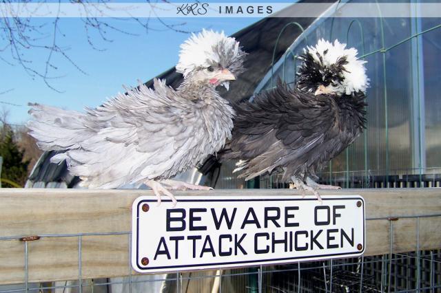 20890_wm_attack_chickens.jpg