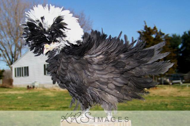 20890_wm_frizz_black_2.jpg