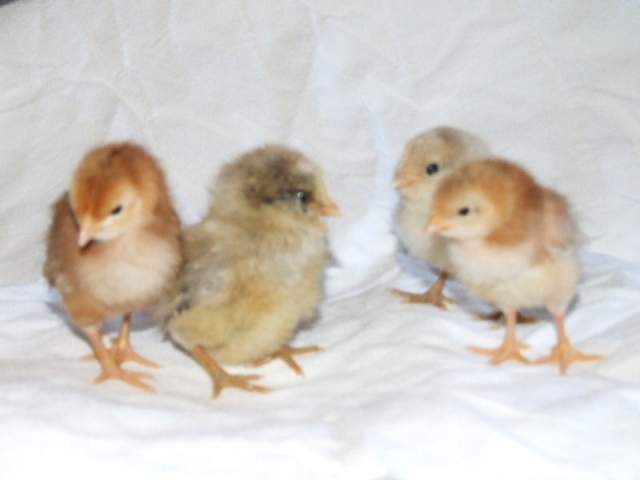 20891__feb23chicks.jpg