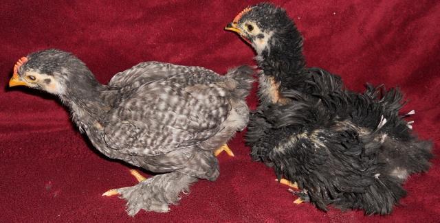 20923_6wk_old_frizzle_chicks.jpg