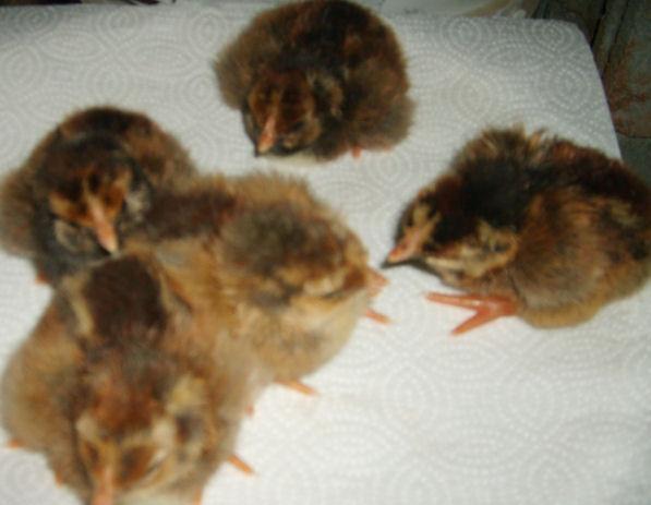 20923_blrw_hatched_with_nat.jpg
