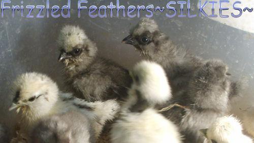 20923_ff_silkies.jpg