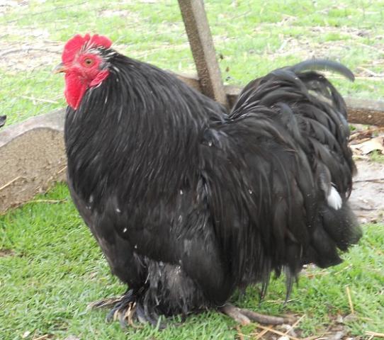 20923_mottledroo3.jpg