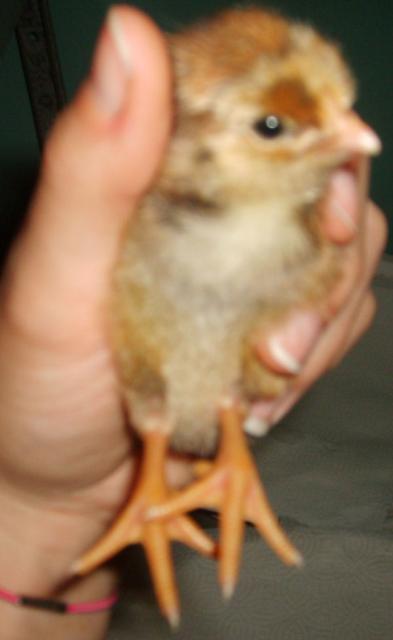 20923_roo_holding_blrw.jpg