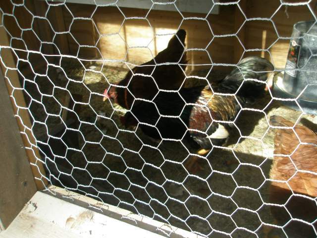 20961_blackie_through_window.jpg
