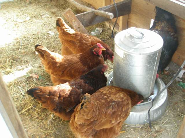 20961_chickens_drinking.jpg