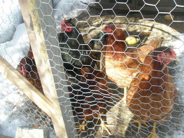 20961_chickens_in_yard.jpg