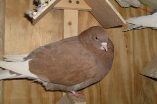 21099_picture_176.jpg