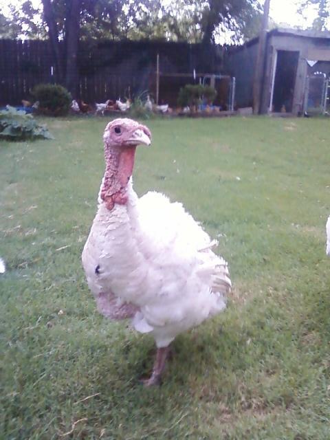 21112_girl_turkey.jpg