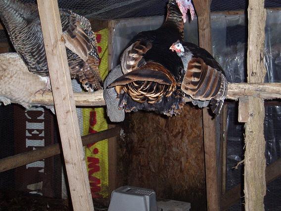 2112_2006_-_tom_jacob_isaac_on_roost.jpg