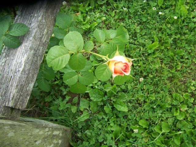 21158_100_5919.jpg