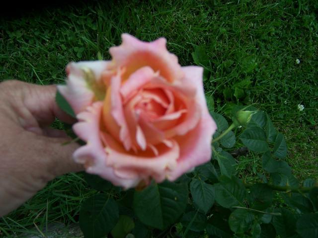 21158_100_5921.jpg