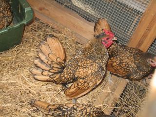 21166_random_chicken_019.jpg
