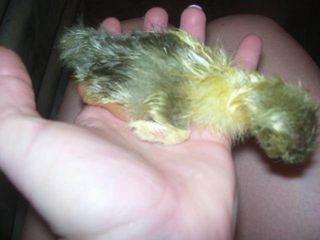 21168_002.jpg