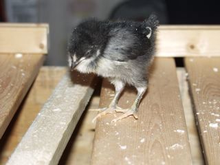 21169_unknown-7.jpg