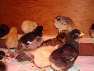 21297_chicks_roosting_002.jpg