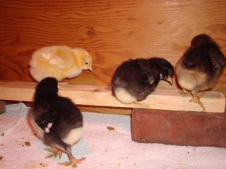 21297_chicks_roosting_004.jpg