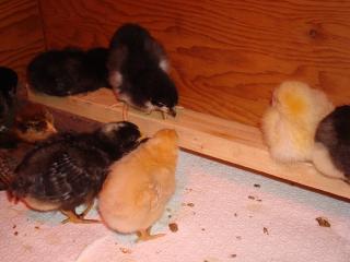 21297_chicks_roosting_006.jpg