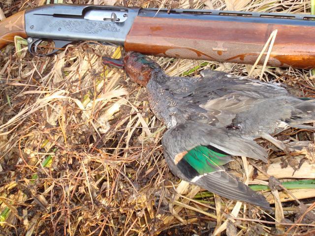 21297_greenwing111011_002.jpg