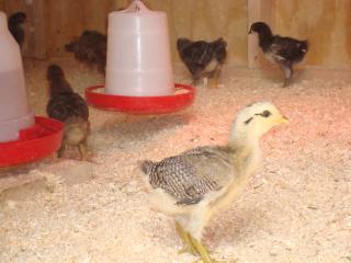 21297_out_of_the_brooder_003.jpg