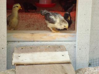 21297_out_of_the_brooder_015.jpg