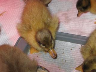 21331_img_2194.jpg