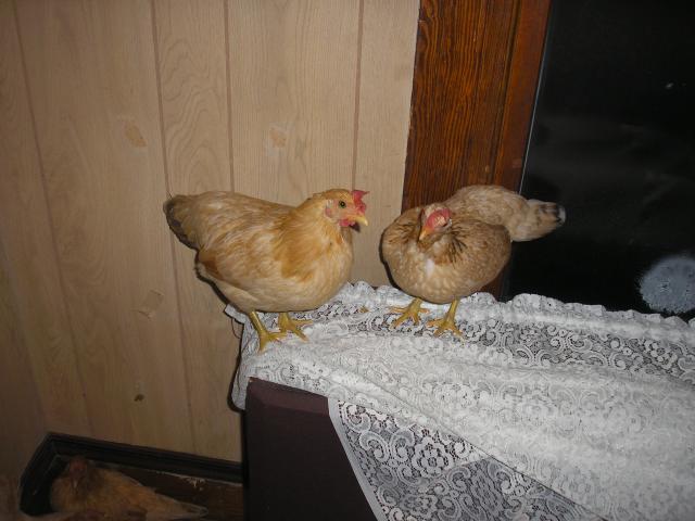 21337_chickies.jpg