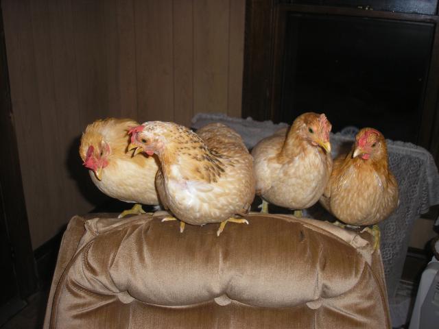 21337_chickies_6.jpg