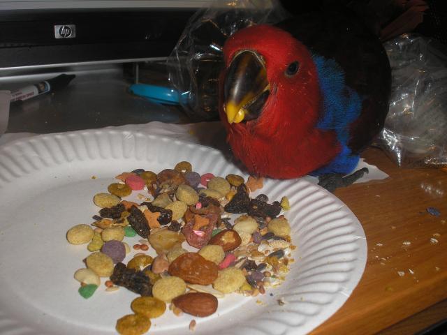 21337_echo_eating.jpg