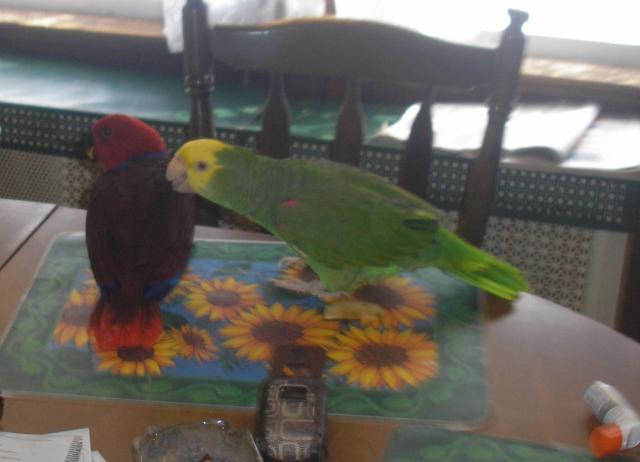 21337_paco_and_ruby.jpg