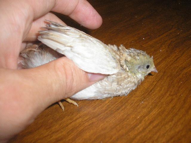 21337_quail.jpg