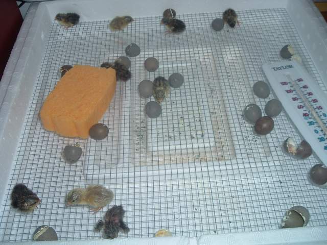 21347_quail_eggs_hatching_010.jpg
