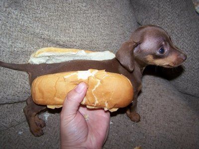 21415_wiener_dog.jpg