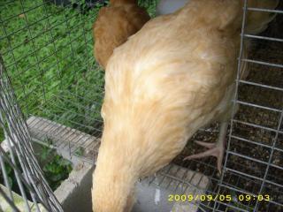 21433_dsci0536.jpg