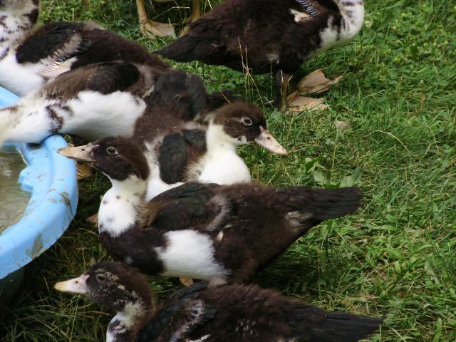 21578_duckling_madness.jpg