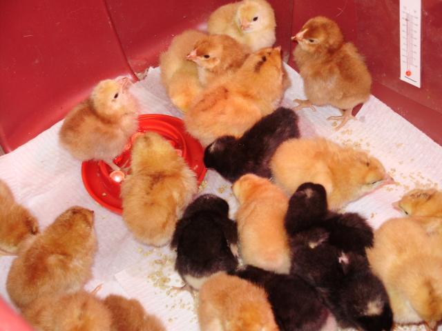 21578_herd_of_chicks.jpg