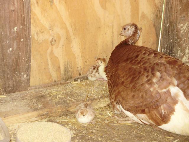 21578_momma_and_babies.jpg