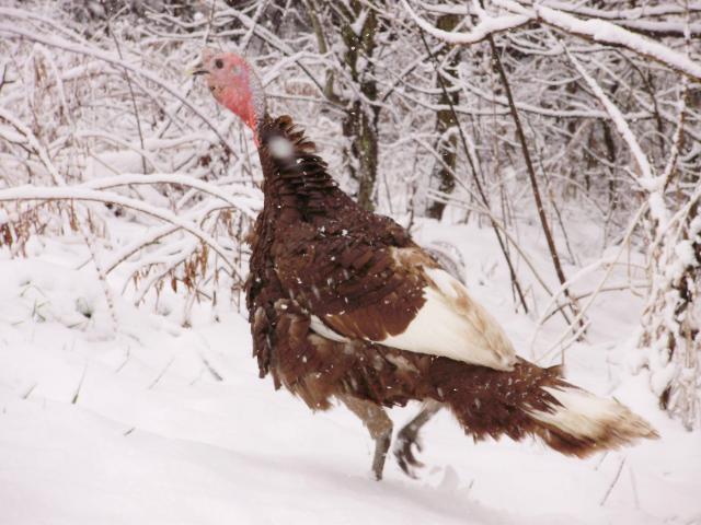 21578_snow_turk.jpg