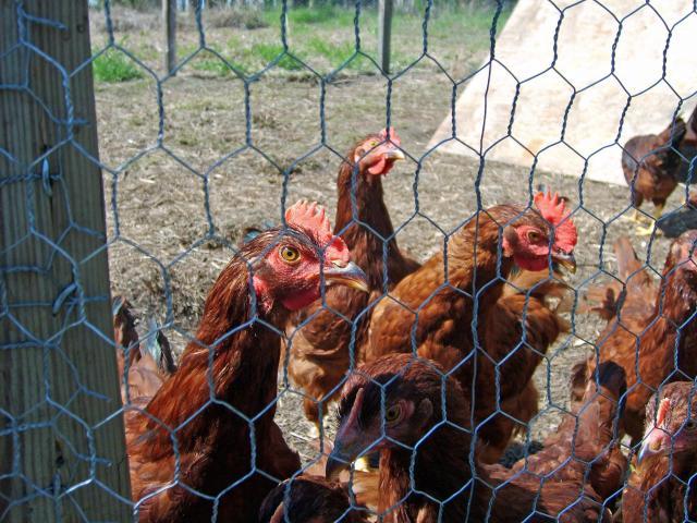 21598_chickens7.jpg