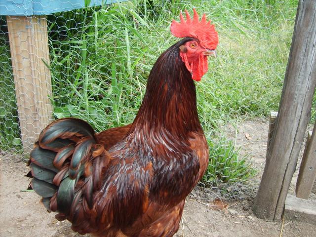 21598_chickens_002.jpg