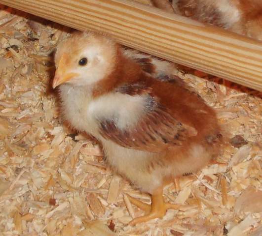 21598_chicks_023.jpg