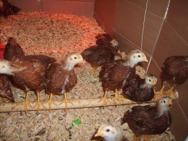 21598_chicks_030.jpg