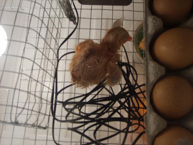 21598_first_hatch.jpg