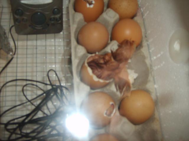 21598_first_hatch_008.jpg