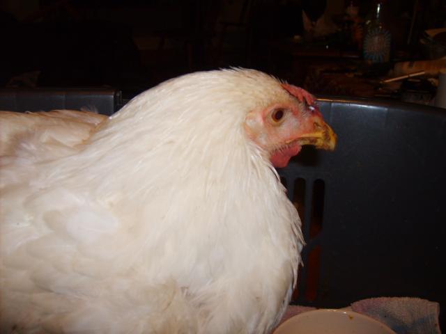 21598_mysterychicken_001.jpg