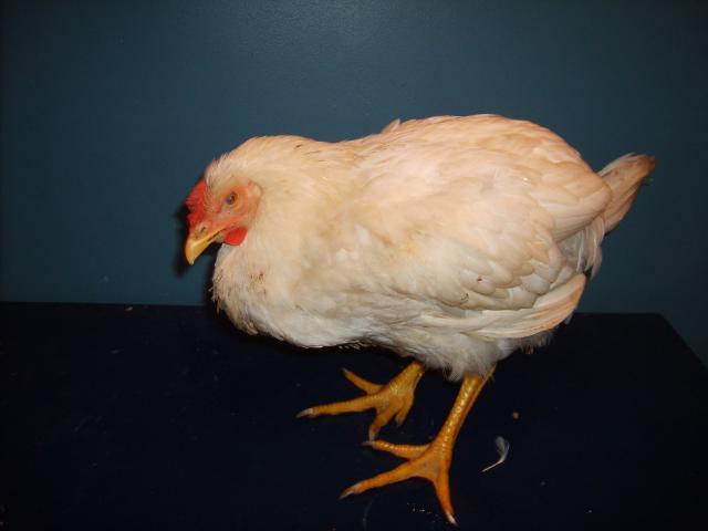 21598_mysterychicken_003.jpg