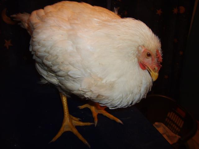 21598_mysterychicken_004.jpg