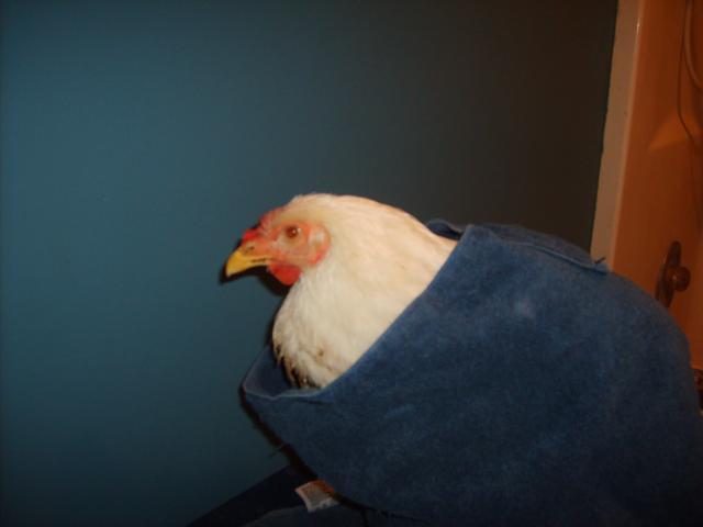 21598_mysterychicken_006.jpg