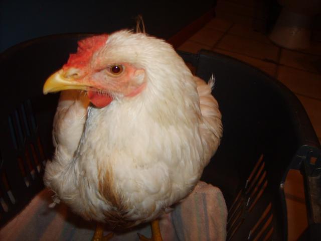 21598_mysterychicken_008.jpg