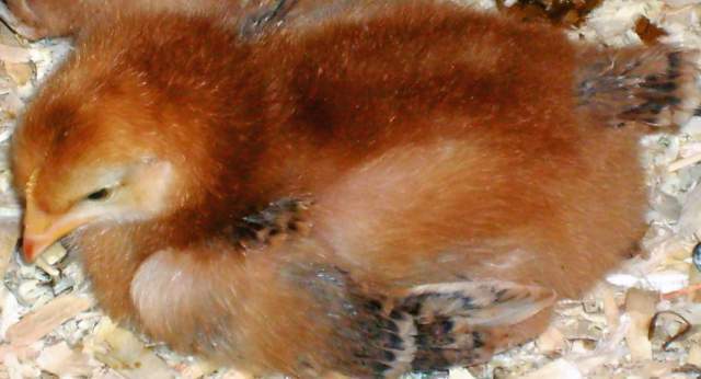 21598_pullet2.jpg